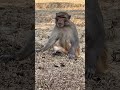 Look at how helpless the building is🤣👀 #reels #comedy #monkey #unitedkingdom #virals