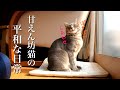 甘えん坊猫の、平和で幸せな日常