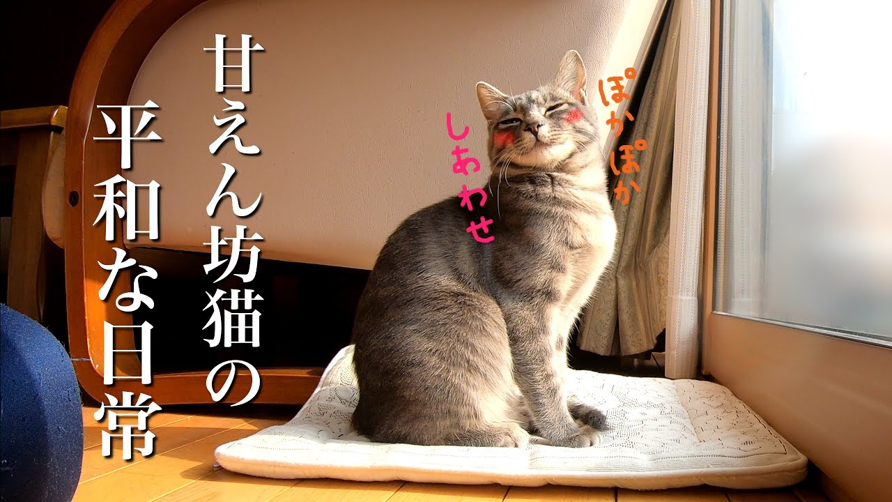 甘えん坊猫の、平和で幸せな日常