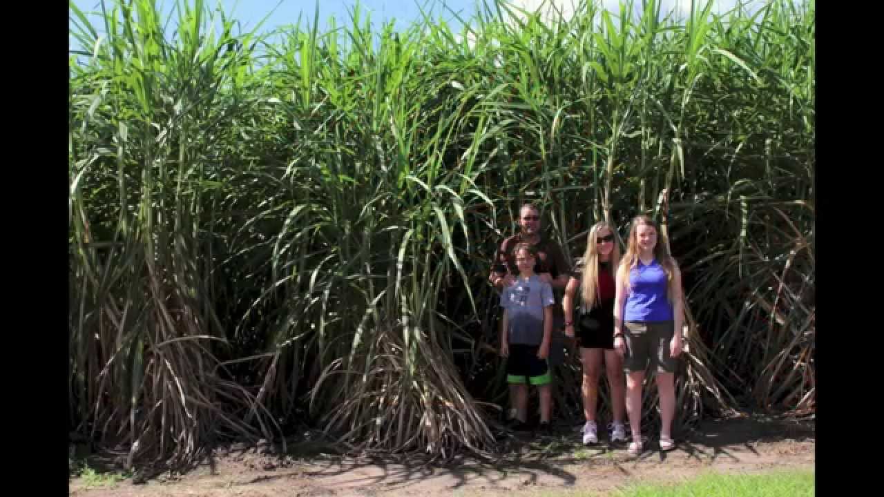 Merry Christmas from Australia 2014 - YouTube