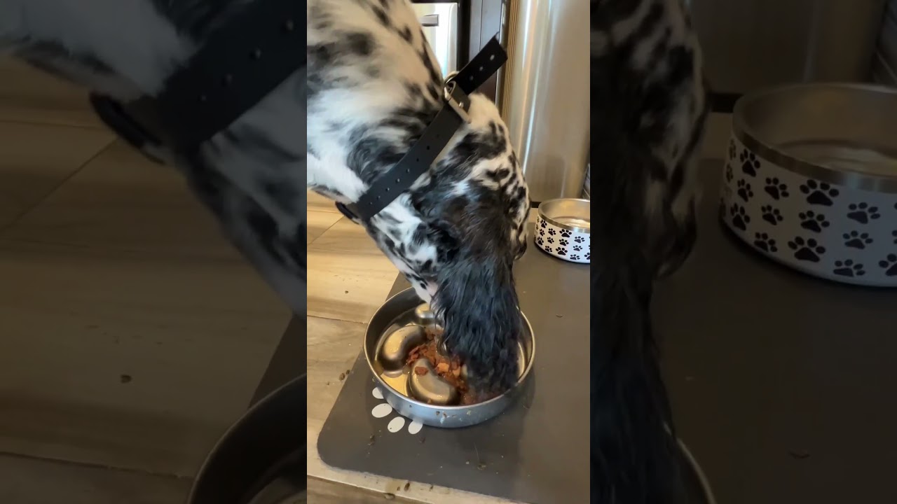 What’s Inside Optimeal Wet Dog Food? Small Breed Nutrition Breakdown