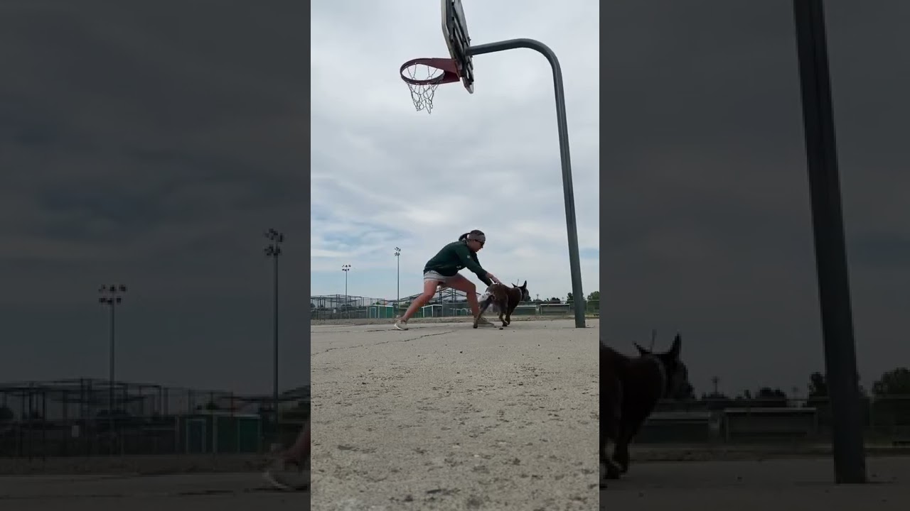 Dog Hits The Pole 🤣🤣🤣