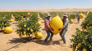 Can Lemons Be Grown in the Desert? – This Video Might Surprise You