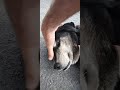 Alter Straßenhund🐶😍 hat mich wiedererkannt 👍Demirtas bei Alanya Türkei 🇹🇷 Montag, 25. Mai 2026