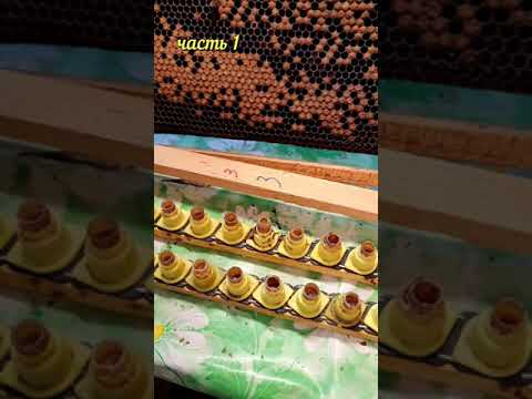 прививка на маток,