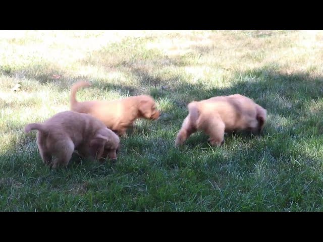 Lilly video thumbnail