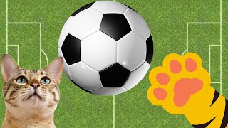 GAME FOR CATS | IT'S IMPOSSIBLE FOR YOUR CAT NOT TO HAVE FUN WITH THIS CRAZY BALL screenshot 5