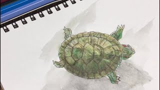 ホシガメ　鉛筆画　爬虫類　絵 トカゲ描きました✏️ #鉛筆 #鉛筆画 #鉛筆デッサン #デッサン