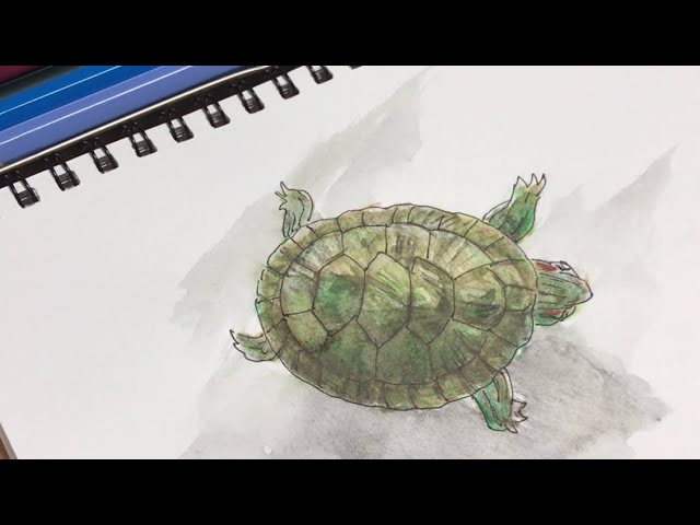ペンと水彩色鉛筆で描く簡単な緑亀の絵の描き方 Youtube