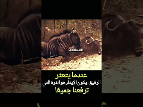 لم يرى ضميره ان يمشي وزميله متعثر ولم يمضي حتى رفعه وقام ومضى حالات واتس حالات اقتباسات