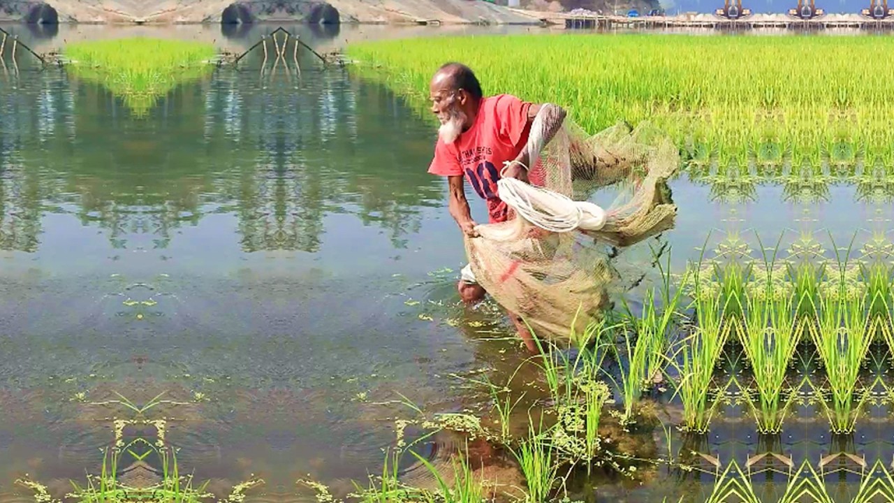 Amazing Fishing Skill - Best Cast Net Fishing - Fishing by Poor and Skilled Fisherman