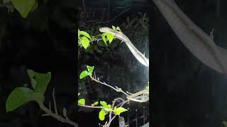 #snake #독침 독사, 나무에 오르는 코브라