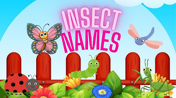 Bé Khám Phá - Tên Gọi Các Loài Côn Trùng Song Ngữ Anh-Việt | Let