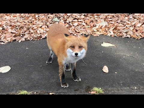 Wild The Result Of Encountering A Fox That Was Too Used To Humans
