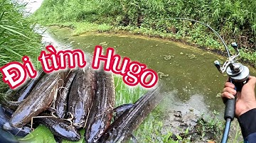 Hành trình tìm cá lóc hugo || Câu cá lóc bìa rừng U Minh Hạ (tập 151) @huukhuynhkiengiang