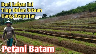 TANAMAN INI YANG CEPAT MENGHASILKAN UANG - Kampung Tembesi Sayur Batam