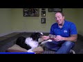 The First Steps For Training Your Rescue/Rehomed/Adult Dog!