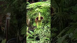 The Biggest Flower In The World An Arum