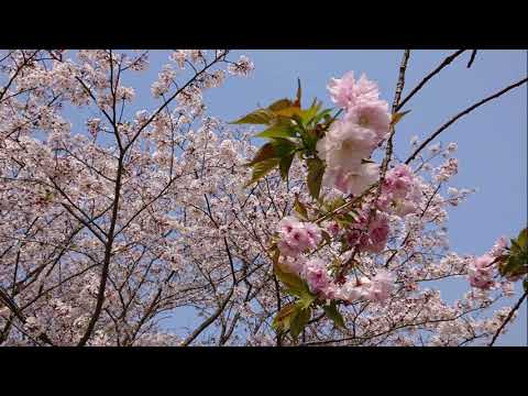 【名曲】れくいえむ（南こうせつ）　カバーby西海岸