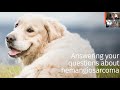 Morris Animal Foundation answers questions about hemangiosarcoma