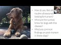 Morris Animal Foundation answers questions about hemangiosarcoma
