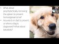 Morris Animal Foundation answers questions about hemangiosarcoma
