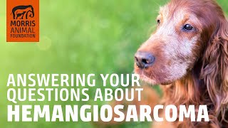 Morris Animal Foundation answers questions about hemangiosarcoma