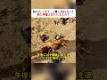 敗れたイタチ、二度と現れない！？村の平和は守られるのか？ #野生動物の習性 #村の安全 #イタチの敗北 #動物との共存 #自然界のバランス
