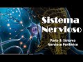Tema 12 parte 3 Sistema Nervioso Periférico