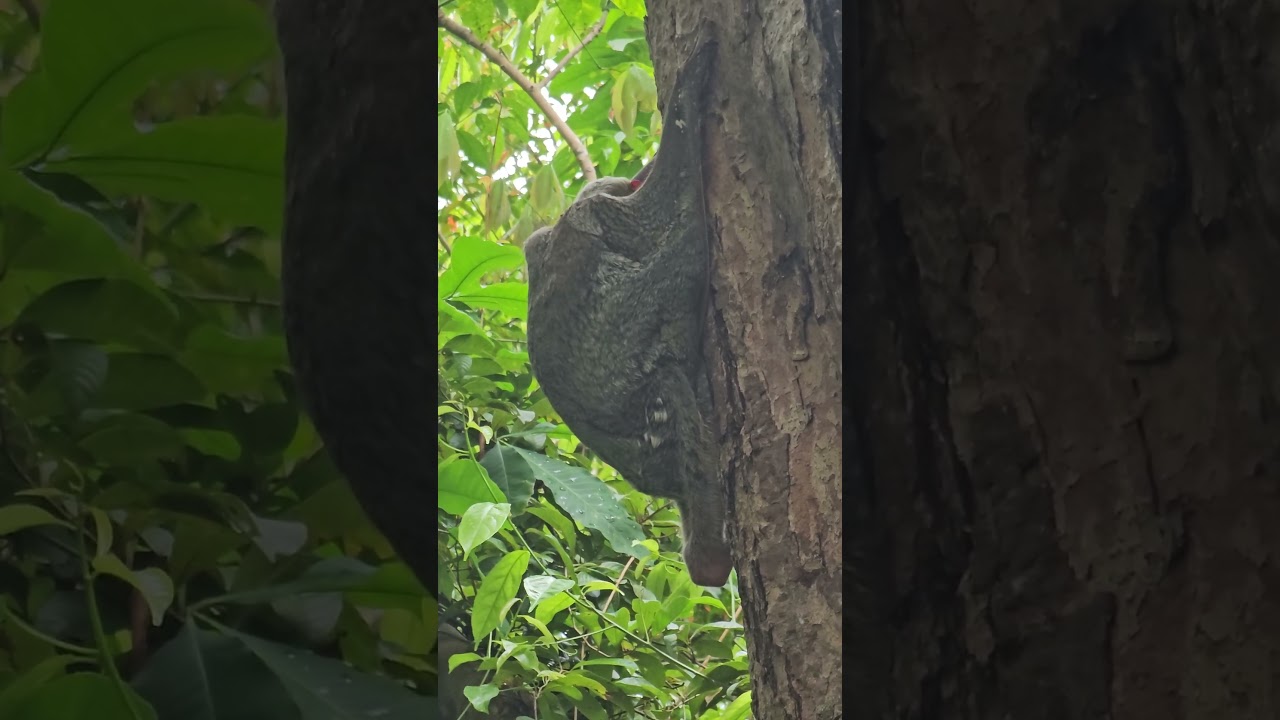 Sunda Colugo grooming itself
