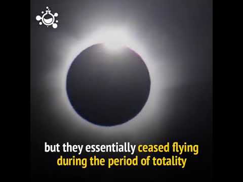 Bees stop buzzing during total solar eclipse.__"hashem al ghaili"