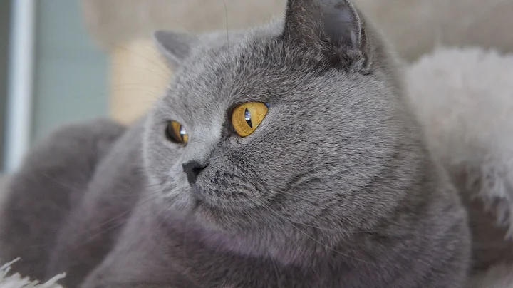 Video 10494381: amazing british shorthair kittens, british shorthair cattery