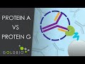 Antibody Affinity Purification: Differences Between Proteins A, G, and L