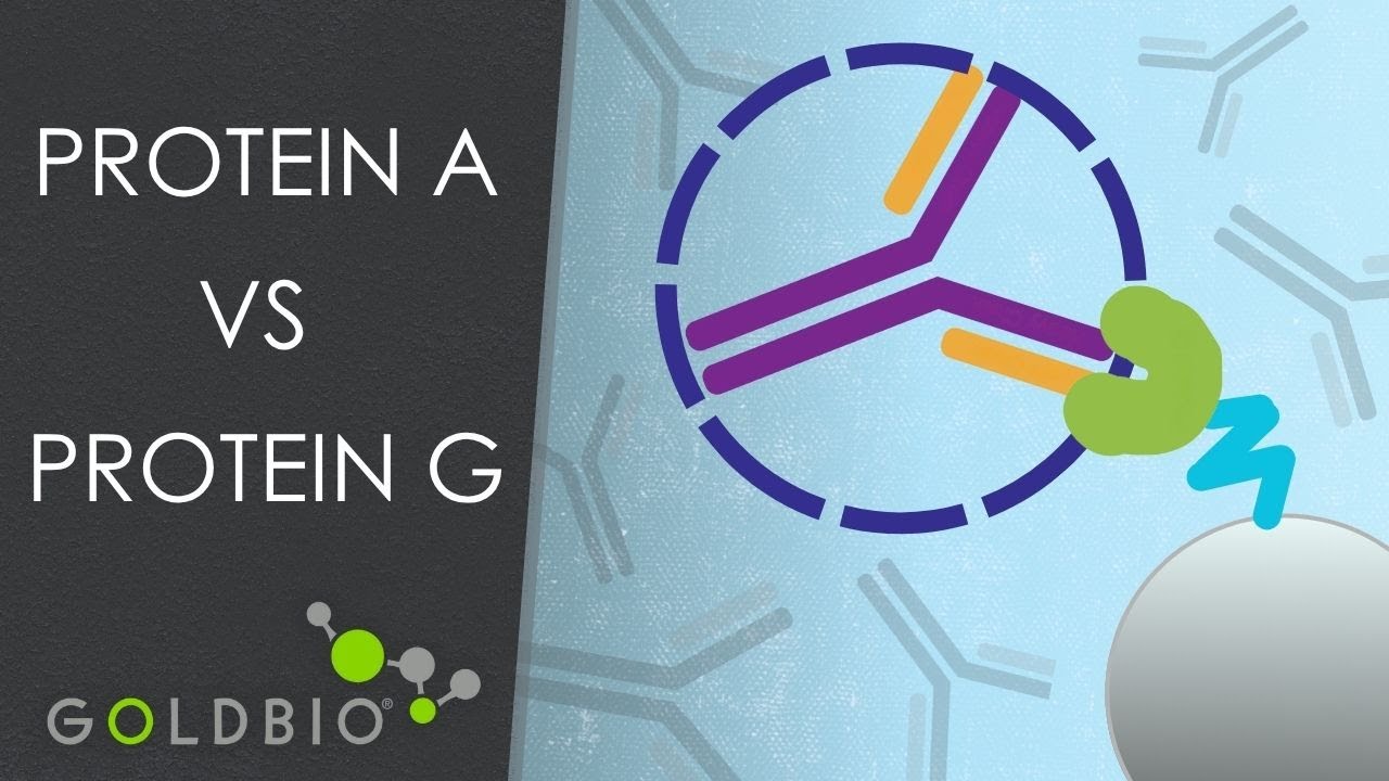 Antibody Affinity Purification: Differences Between Proteins A, G, and L