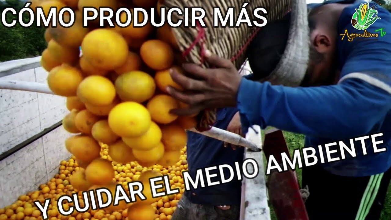 EL ÉXITO de la CITRICULTURA ORGÁNICA en MÉXICO: Un modelo a seguir | Documental