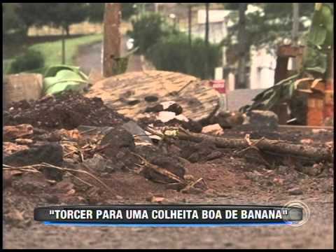 Moradores do Portal de Versalhes sinalizam buracos com bananeira (13/03)