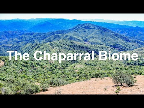 วีดีโอ: สัตว์อะไรอาศัยอยู่ใน chaparral?