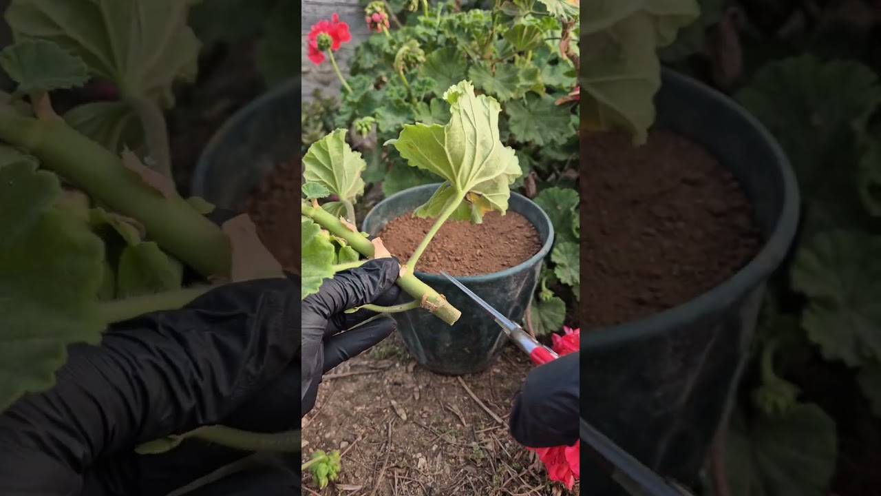 how to propagation geranium plant.