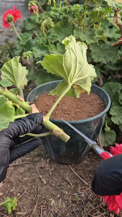 how to propagation geranium plant.