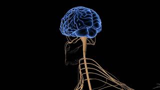 Human Brain and Peripheral Nerves animation | Human Nervous System-  Brain Close Up