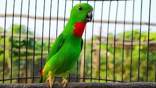 Suara Burung Serindit Gacor Ngembeset memanggil Emosi || Pancingan bikin Nyaut Emosi serindit lain