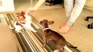 Worlds Smartest Toy Chihuahua doing Tricks for Treats