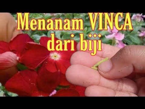 CARA MENANAM VINCA DARI BIJI