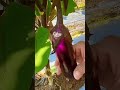 eggplant farmers harvested the eggplant with satisfactory results #shorts