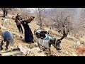 Traditional Nomadic Livestock Farming | Bringing a Wooden Log to Feed the Sheep