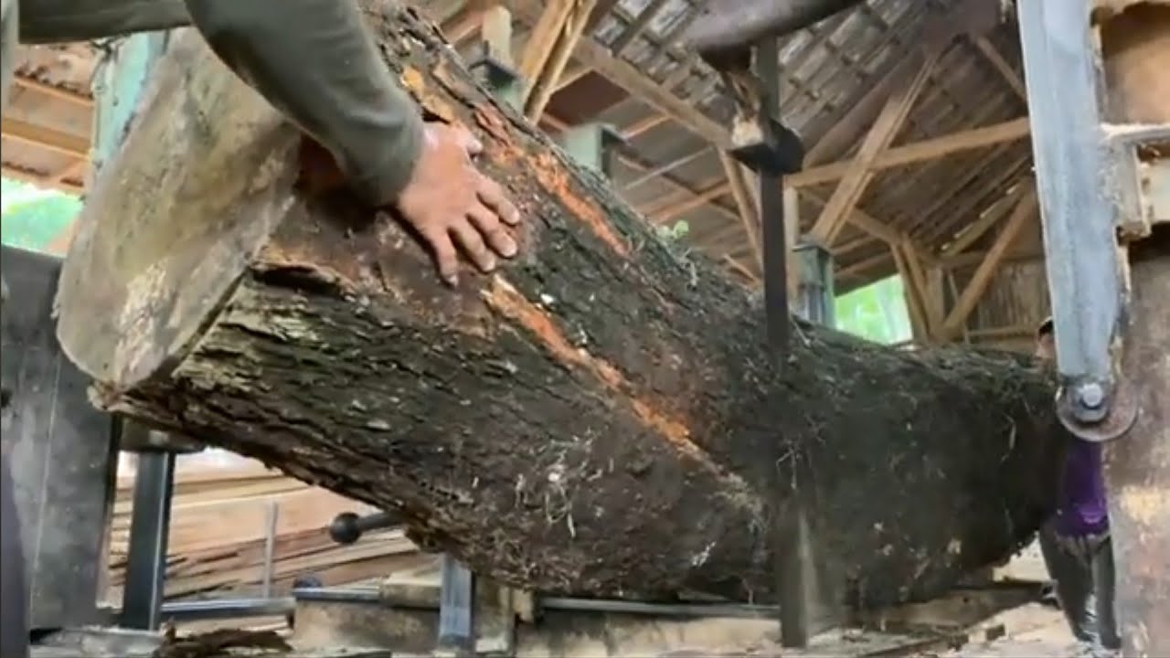 What is Hidden in a 100-year-old Trembesi Wood: Wood Processing for ...