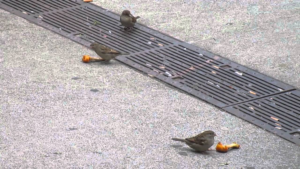 Do Birds Eat Chicken? YouTube