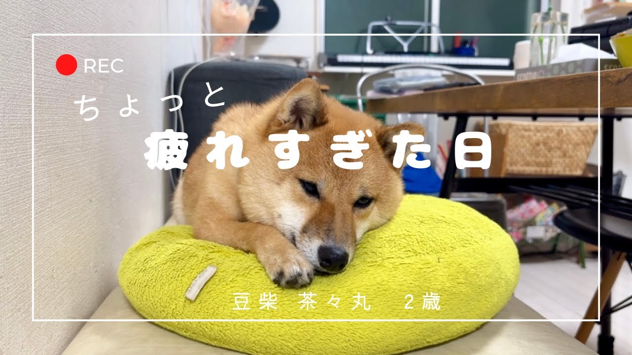 Chachamaru, a 2-year-old Mame Shiba Inu] A Shiba Inu that can stay