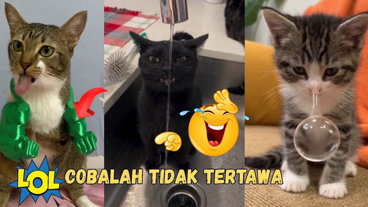 TOP 30  VIDEO LUCU KUCING BIKIN NGAKAK||TERBARU 2025