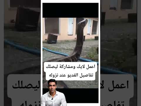 اكبر افعى وجدوها داخل قرية 